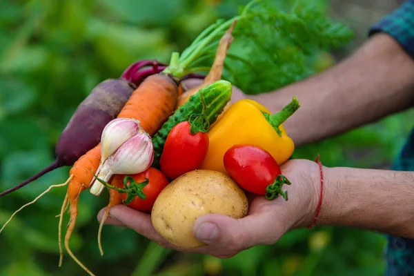 A man with a harvest of vegetables in the garden. Selective focus. Food.