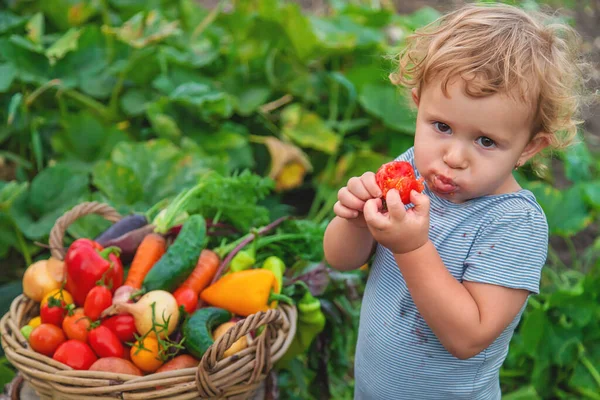 A child with a harvest of vegetables in the garden. Selective focus. Food.