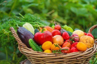 Harvest vegetables in the garden. Selective focus. Food.