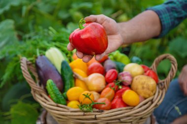 A man with a harvest of vegetables in the garden. Selective focus. Food.