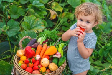 A child with a harvest of vegetables in the garden. Selective focus. Food.