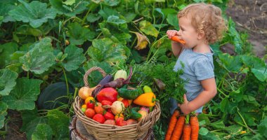 A child with a harvest of vegetables in the garden. Selective focus. Food.