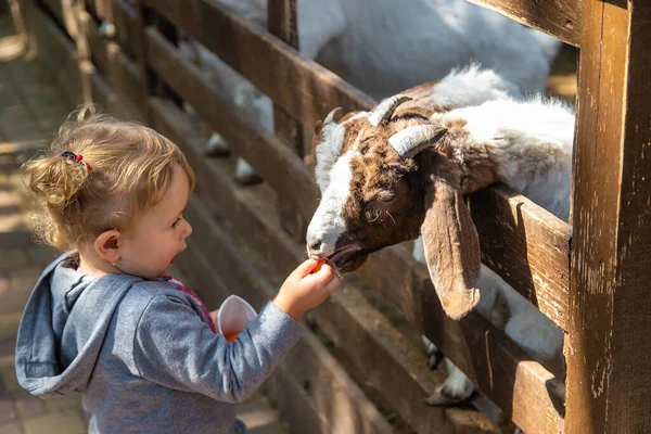 아이들은 농장에서 염소를 먹이고 있습니다 선택적 집중입니다 어린이 — 스톡 사진