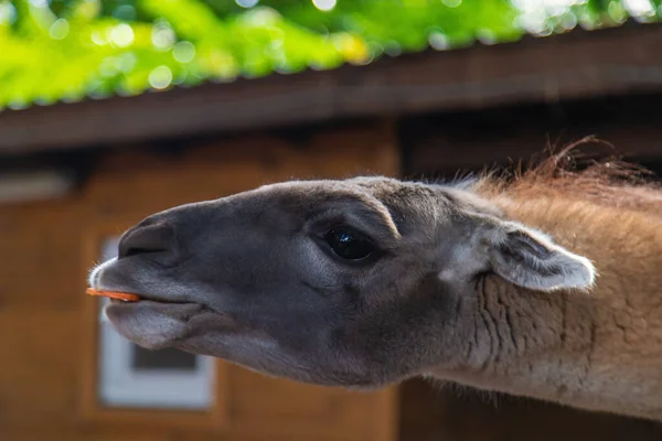 Una Gran Llama Zoológico Enfoque Selectivo Animal —  Fotos de Stock