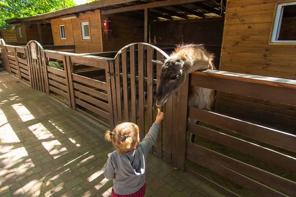 Enfant Nourrit Lama Dans Une Ferme Concentration Sélective Animal — Photo