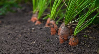 Havuçlar bahçede yetişir. Seçici odaklanma. Yiyecek..