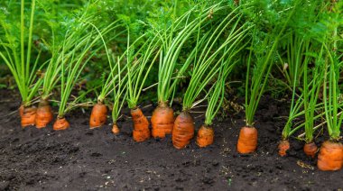 Havuçlar bahçede yetişir. Seçici odaklanma. Yiyecek..