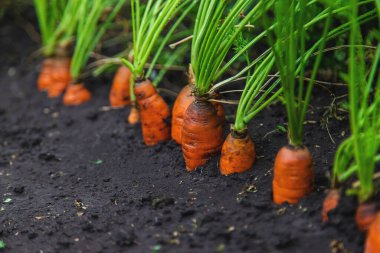 Havuçlar bahçede yetişir. Seçici odaklanma. Yiyecek..