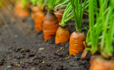 Havuçlar bahçede yetişir. Seçici odaklanma. Yiyecek..