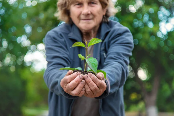 Grandmother Planting Tree Garden Selective Focus People — Stock Photo, Image