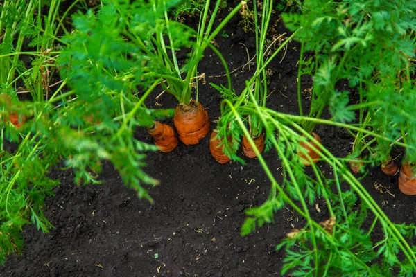 Wortel Tumbuh Kebun Fokus Selektif Makanan — Stok Foto