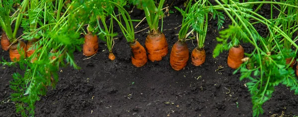 ニンジンは庭で成長します 選択的フォーカス 食べ物 — ストック写真