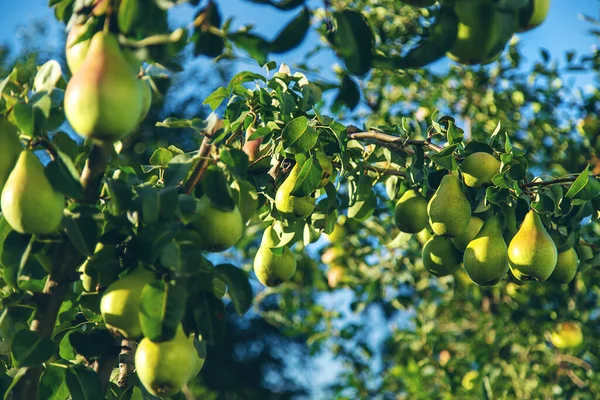 Pears grow on a tree in the garden. Selective focus. Food.