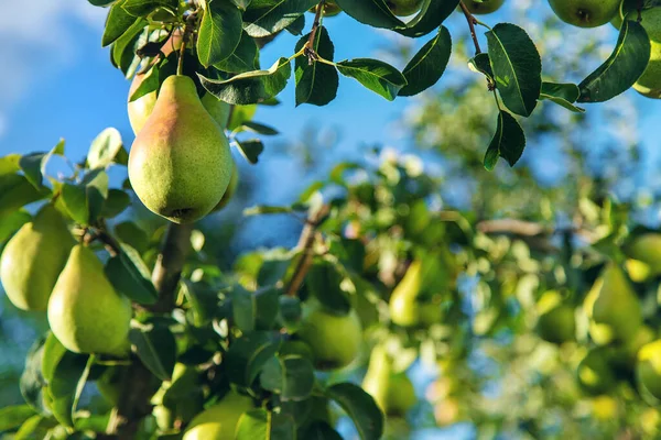 Pears grow on a tree in the garden. Selective focus. Food.
