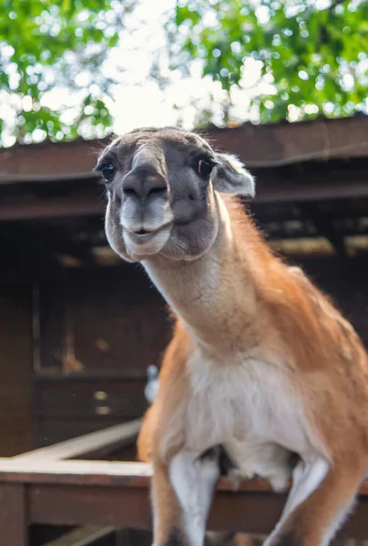 Wielki Lama Zoo Wybiórcze Skupienie Zwierzęta — Zdjęcie stockowe
