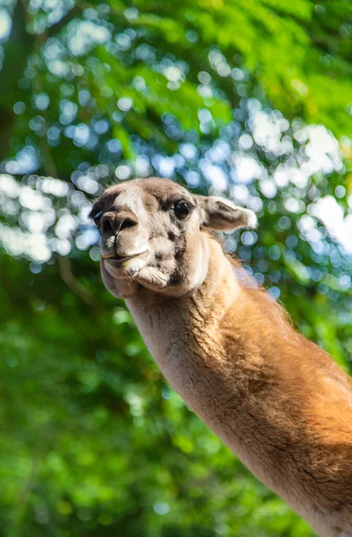 Una Gran Llama Zoológico Enfoque Selectivo Animal —  Fotos de Stock