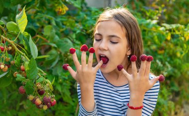Bir çocuk bahçede ahududu topluyor. Seçici odaklanma. Çocuk.