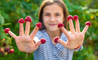 Bir çocuk bahçede ahududu topluyor. Seçici odaklanma. Çocuk.