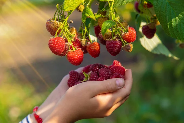 Ein Kind Erntet Himbeeren Garten Selektiver Fokus Kind — Stockfoto