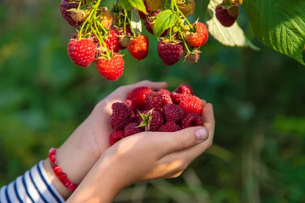 Ein Kind Erntet Himbeeren Garten Selektiver Fokus Kind — Stockfoto