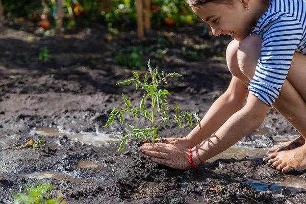 Anak Itu Menanam Tanaman Kebun Itu Fokus Selektif Anak — Stok Foto
