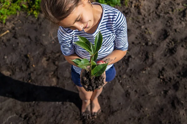 Anak Itu Menanam Tanaman Kebun Itu Fokus Selektif Anak — Stok Foto