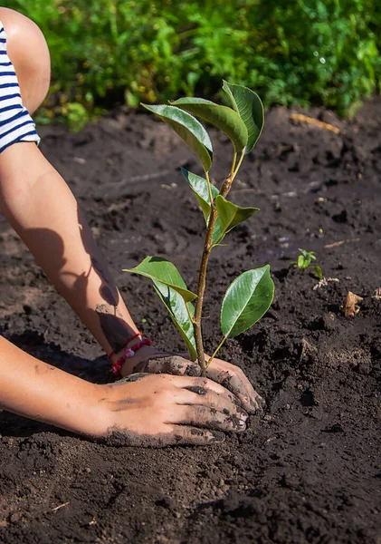 Criança Está Plantando Uma Planta Jardim Foco Seletivo Miúdo — Fotografia de Stock