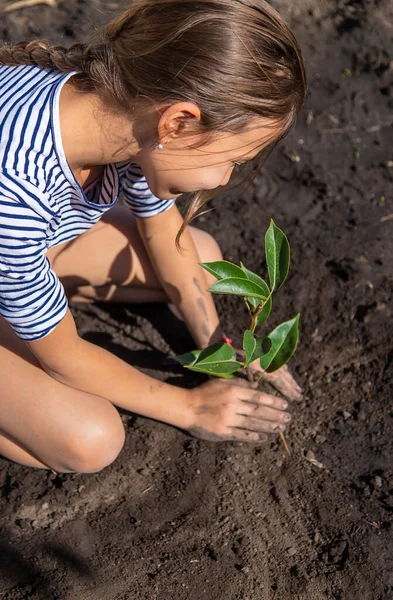 Criança Está Plantando Uma Planta Jardim Foco Seletivo Miúdo — Fotografia de Stock