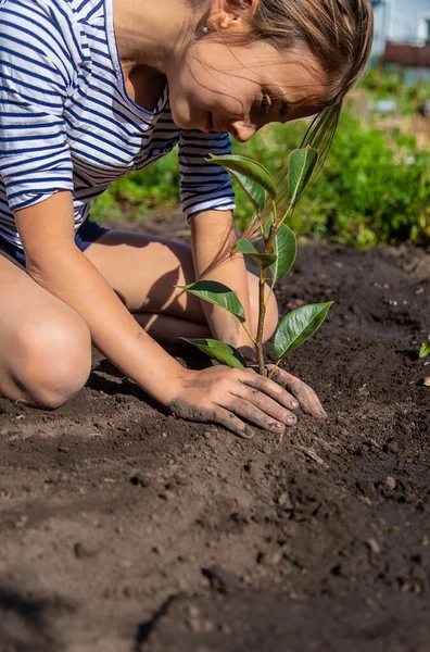 Criança Está Plantando Uma Planta Jardim Foco Seletivo Miúdo — Fotografia de Stock