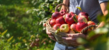 Erkek bir çiftçi elma hasat eder. Seçici odaklanma. Yiyecek..