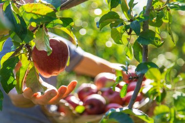 Erkek bir çiftçi elma hasat eder. Seçici odaklanma. Yiyecek..