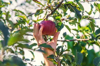 Erkek bir çiftçi elma hasat eder. Seçici odaklanma. Yiyecek..