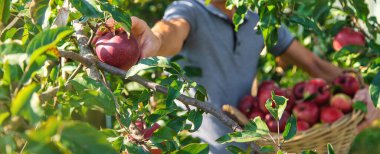 Erkek bir çiftçi elma hasat eder. Seçici odaklanma. Yiyecek..