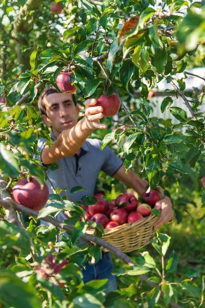 Erkek Bir Çiftçi Elma Hasat Eder Seçici Odaklanma Yiyecek — Stok fotoğraf