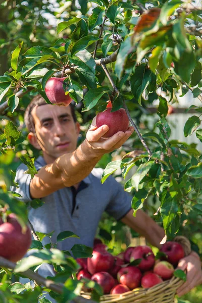 Een Mannelijke Boer Oogst Appels Selectieve Focus Voedsel — Stockfoto