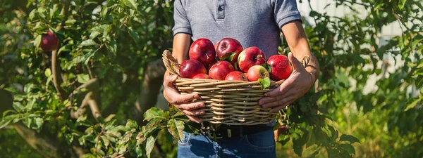 Erkek Bir Çiftçi Elma Hasat Eder Seçici Odaklanma Yiyecek — Stok fotoğraf