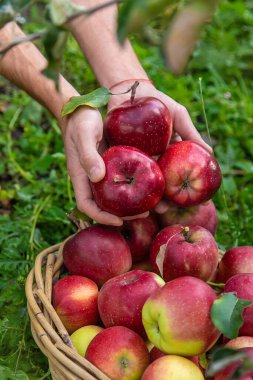 Erkek bir çiftçi elma hasat eder. Seçici odaklanma. Yiyecek..