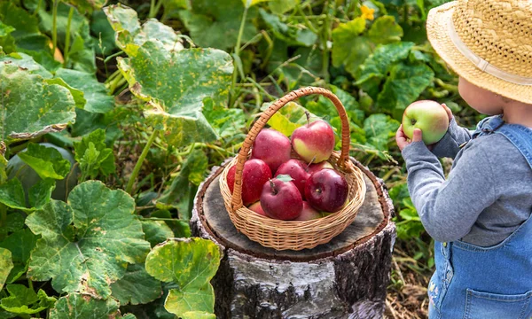 Bahçede Elmalı Çocuk Seçici Odaklanma Çocuk — Stok fotoğraf