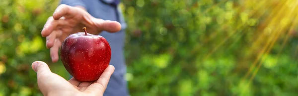 Agriculteur Mâle Récolte Des Pommes Concentration Sélective Produits Alimentaires — Photo