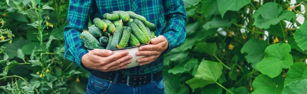 Ein Bauer Hält Eine Gurkenernte Den Händen Selektiver Fokus Lebensmittel — Stockfoto