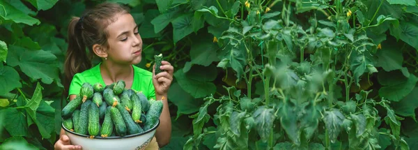 Anak Itu Memegang Panen Mentimun Tangannya Fokus Selektif Makanan — Stok Foto