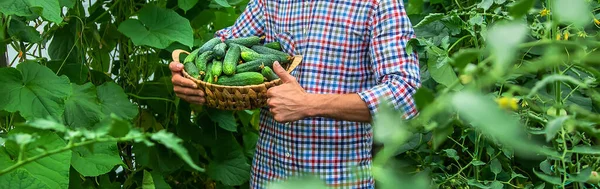 Чоловік Тримає Руках Урожай Огірків Вибірковий Фокус Хлопчик — стокове фото