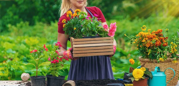 Женщина Сажает Цветы Саду Выборочный Фокус Люди — стоковое фото