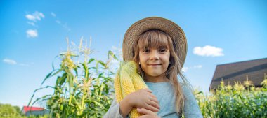 Tarlada bir çocuğun ellerinde mısır. Seçici odaklanma. Çocuk.