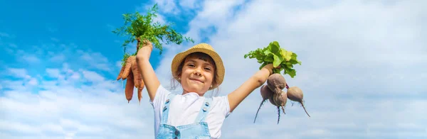 Enfant Avec Tas Betteraves Dans Jardin Concentration Sélective Nature — Photo