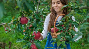 Bir çocuk bahçede elma hasat eder. Seçici odaklanma. Yiyecek..