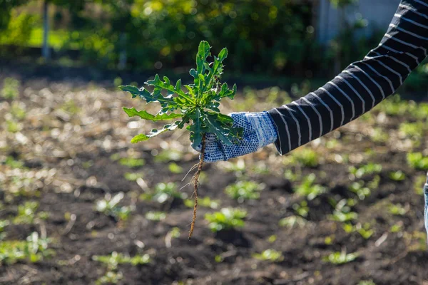 Petani Jantan Melawan Rumput Liar Sow Thistle Fokus Selektif Alam — Stok Foto