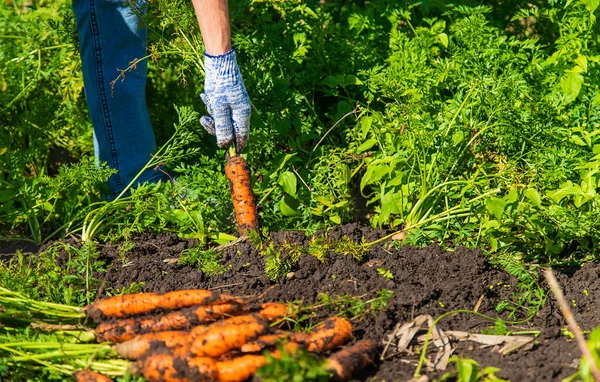 Farmer Harvests Carrots Selective Focus People — Stock Photo, Image