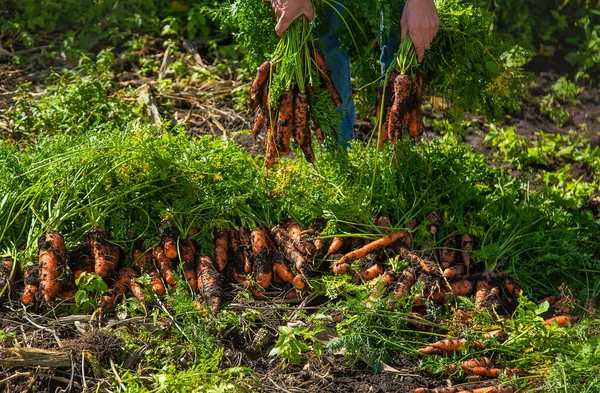 Фермер Збирає Моркву Вибірковий Фокус Люди — стокове фото