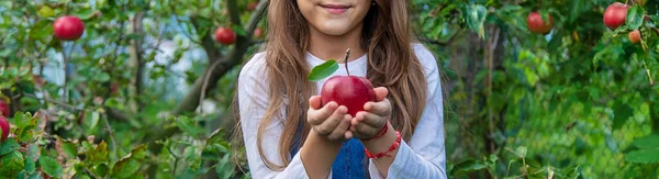 Ребенок Собирает Яблоки Саду Выборочный Фокус Еда — стоковое фото